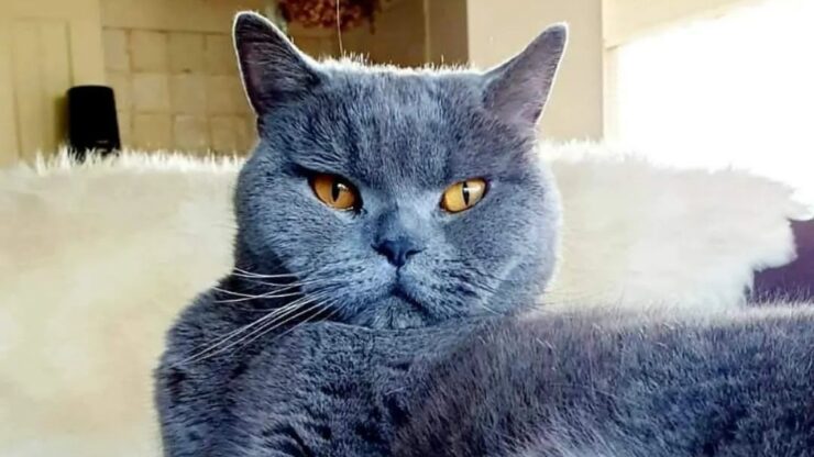 British Shorthair, il gatto che sembra un orsacchiotto