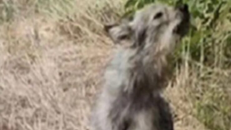 Cagnolina abbandonata abbaia alle macchine dei passanti, nella speranza che i proprietari l'andassero a riprendere