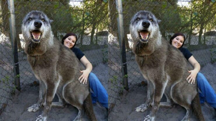 Cani giganti non si rendono conto della loro grandezza