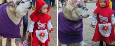 Una bambina si veste da Cappuccetto rosso e il suo cane da Lupo cattivo