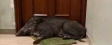 Cinghiale dorme sull'uscio di casa, un signore gli scatta delle foto