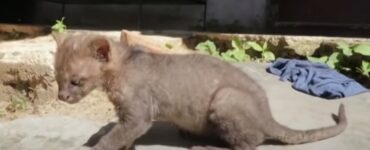 Contadino trova un puma, che pensava fosse un gatto