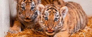 Cuccioli di tigre dell'Amur nascono allo zoo di Toledo