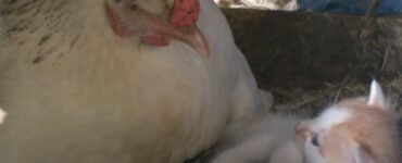 Gallina si prende cura di un gattino come fosse la sua mamma