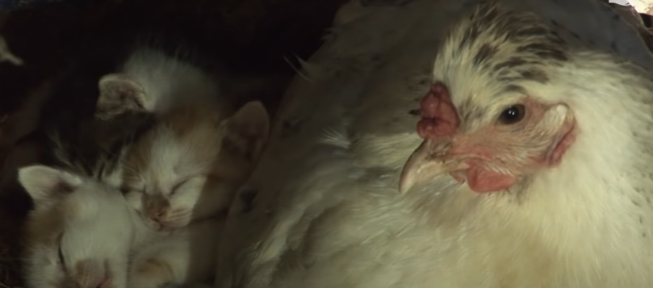 Gallina si prende cura di un gattino come fosse la sua mamma