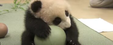 Panda non lascia andare la sua palla, mente i custodi cercano di togliergliela