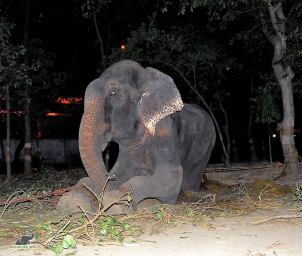 Elefante salvato da salvaguardia animali