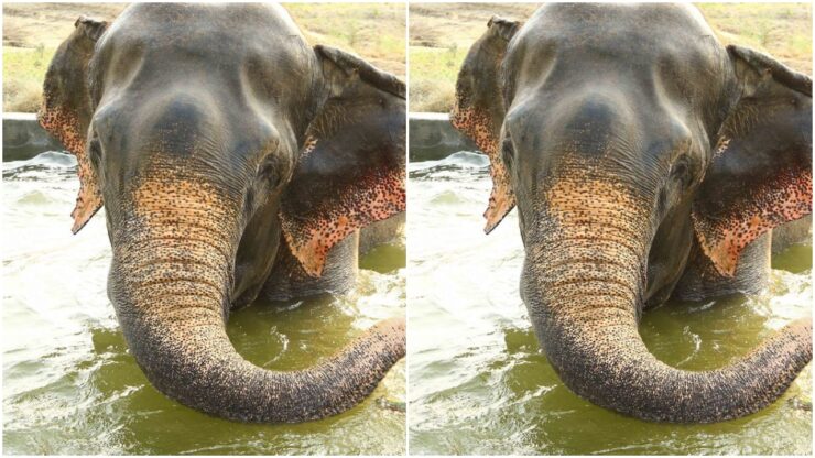 Elefante salvato dall'organizzazione salvaguardia animali