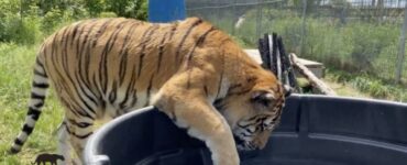 Tigre scopre la piscina, dopo essere stato salvata da un allevatore