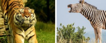 5 specie animali con il camuffamento a strisce