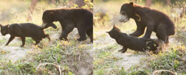 gatto e orso