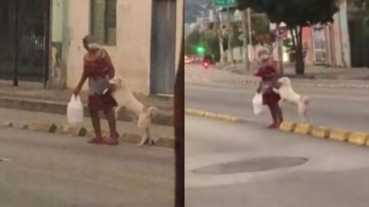 signora attraversa la strada con un cane