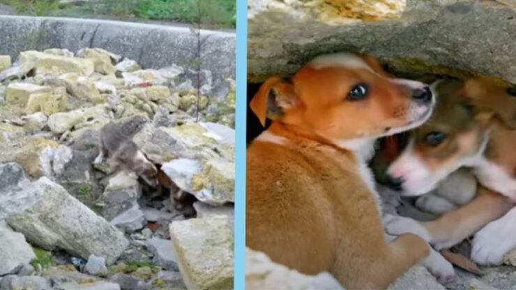 cagnolini spaventati sotto le pietre