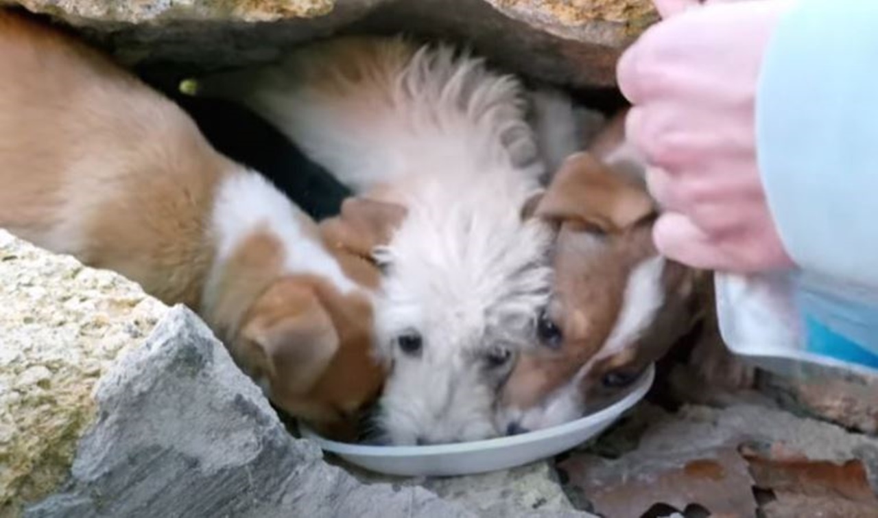 cagnolini spaventati bevono