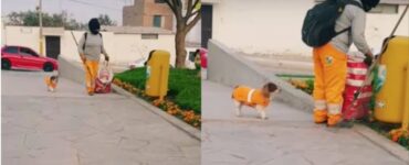 Cane accompagna il padrone a lavoro