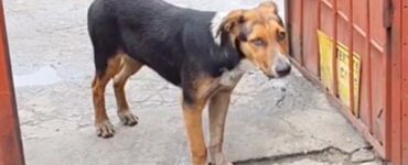 Un cane ha aspettato per mesi davanti un cancello