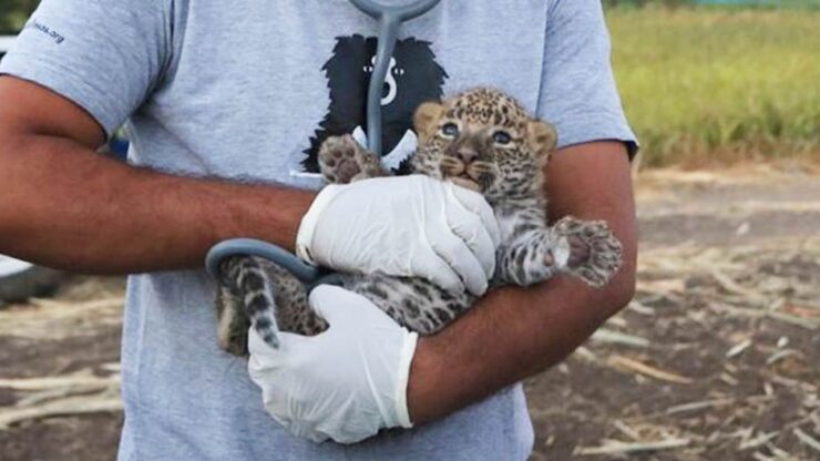 piccolo di leopardo viene salvato da canne da zucchero