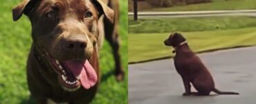 cane fedele che aspetta il padrone