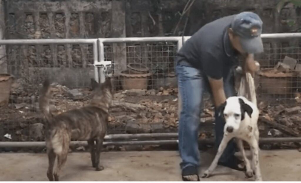 Cane sorride alla persona che lo ha salvato