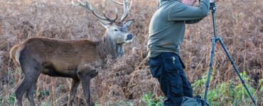 Cervo si intrufola nella foto