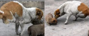 cane mamma disabile con cuccioli