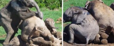 Cuccioli di elefante si divertono insieme