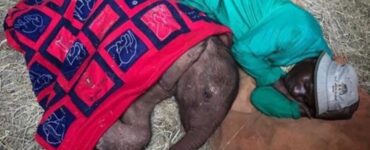 piccolo elefante orfano dorme con uomo