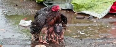 gallina protegge i suoi piccoli dalla pioggia distendendo le ali