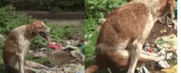 Un cane ha le gambe dietro paralizzate