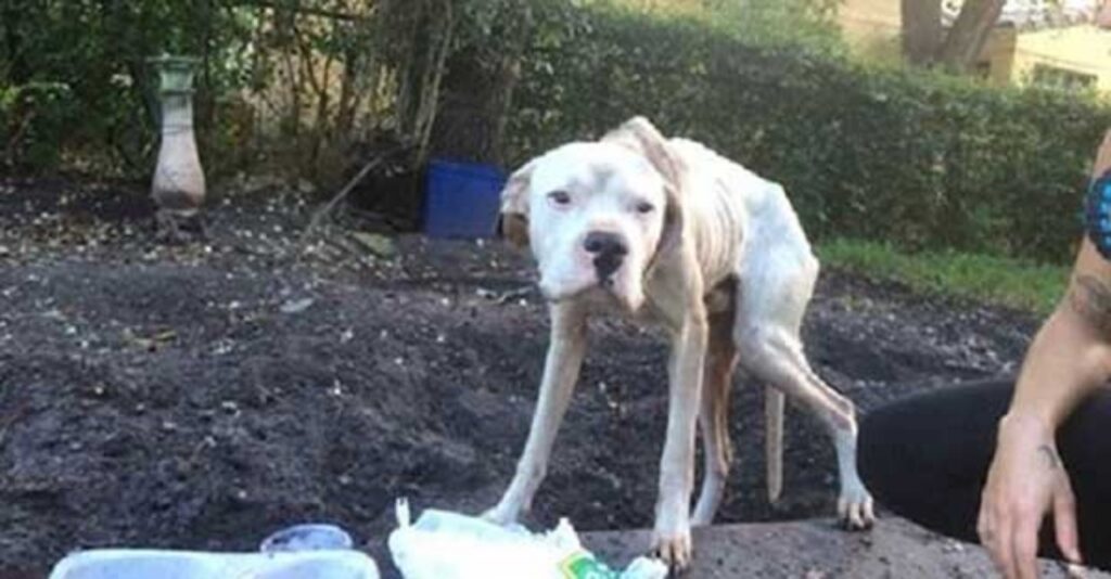 cane morente legato a un albero