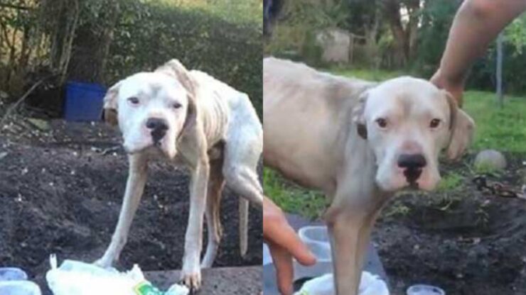 cane morente legato a un albero