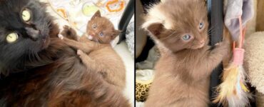 Una mamma gatta è stata salvata dalla strada insieme ai suoi quattro gattini