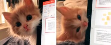 Gatto infuriato morde il pc della sua padrona