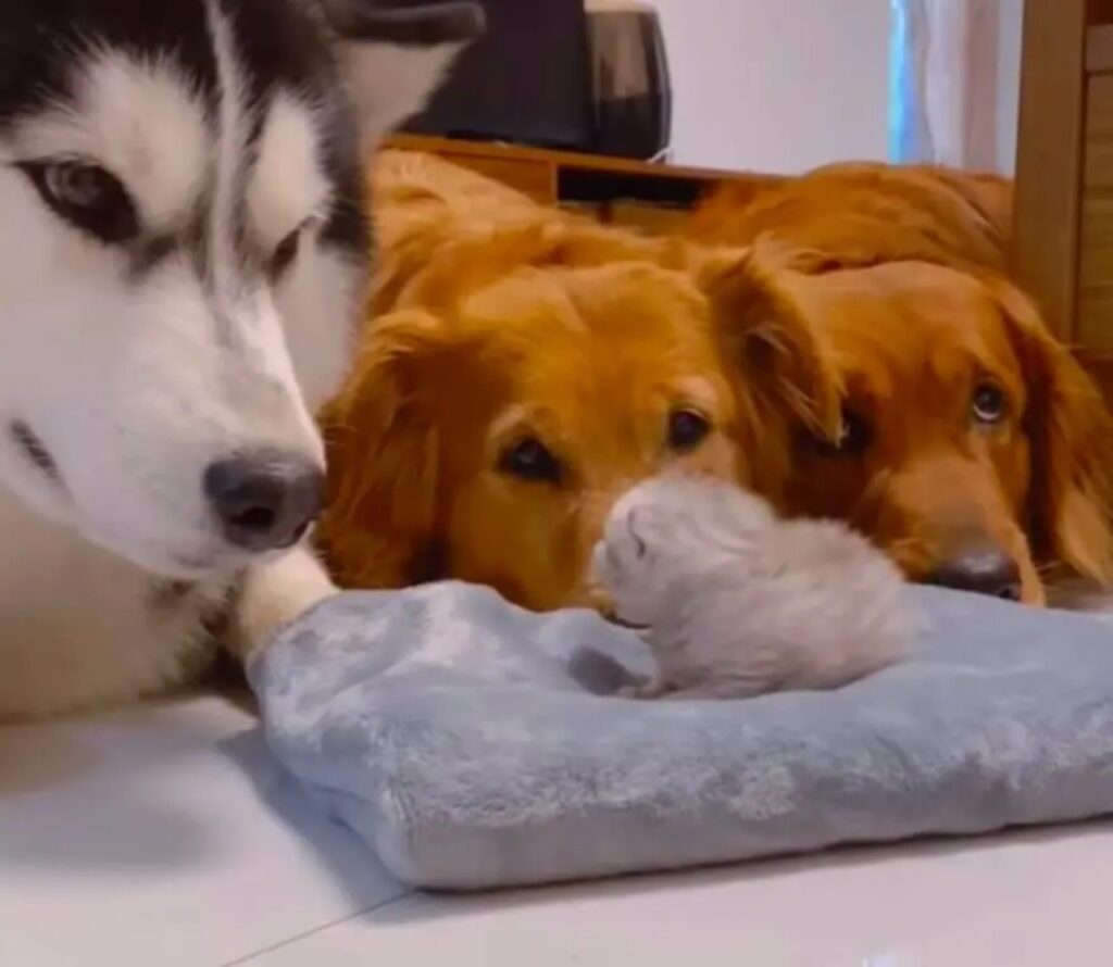 golden retriever e husky aspettano il fratello gatto