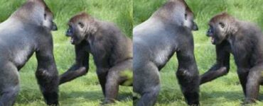 gorilla si riuniscono