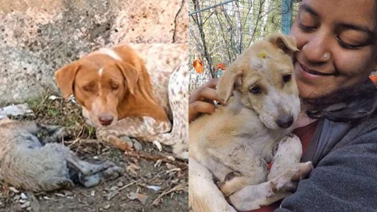 mamma cagnolina chiede aiuto