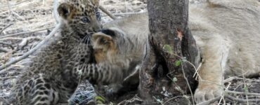 mamma leonessa adotta un cucciolo di leopardo rimasto orfano