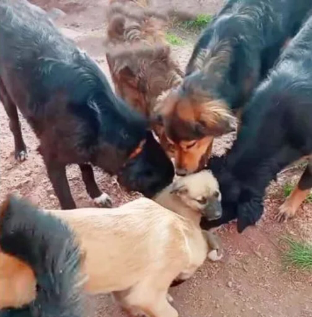 cani adulti accolgono cucciolo