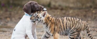 Tigre e cane diventano amici