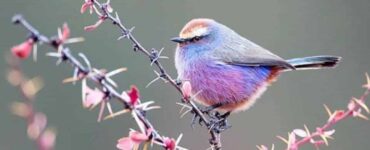 Uccello multicolore fotografato da un professionista