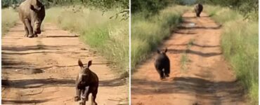 un cucciolo di rinoceronte che corre