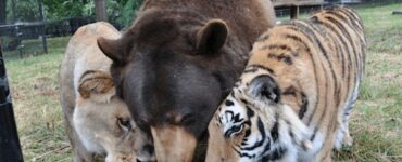 Un leone, una tigre ed un orso salvati da un proprietario che li maltrattava