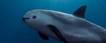 La vaquita un raro cetaceo in via di estinzione