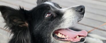 Muso border collie