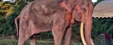 Lavori di intrattenimento forzati per un elefante