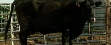 Una mucca partorisce quattro vitelli sani e forti