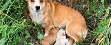 Cagnolina abbandonata attende il ritorno dei padroni