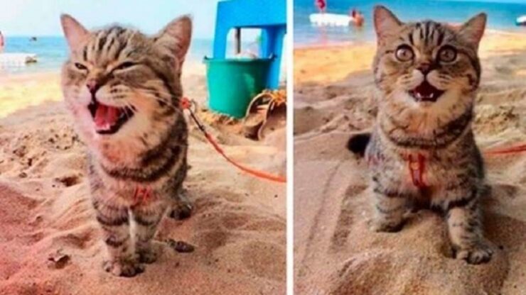 Gatto vede la spiaggia per la prima volta