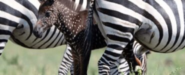 zebra anomala punti