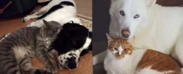 foto che raccontano rapporto gatti e cani